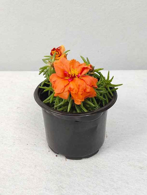 45 3 Portulaca Orange Portulacagrandiflora jpg.jpg