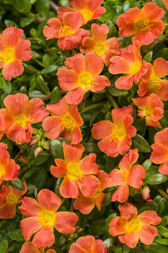 45 il 1080x N 5958118999 4muq jpg.jpg