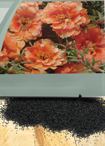 18668 mossroseorange.jpg