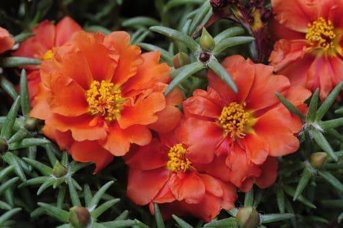 44 Portulaca grandiflora3 jpg.jpg
