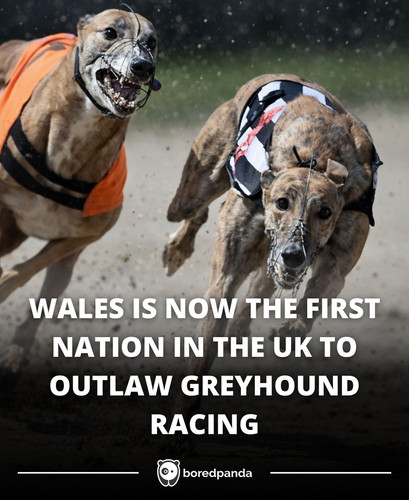 WALES IS NOW THE FIRST NATION IN THE UK TO OUTLAW GREYHOUND RACING.jpg