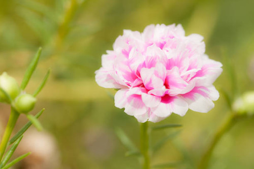 Small flower garden in beautiful bright colors..jpg