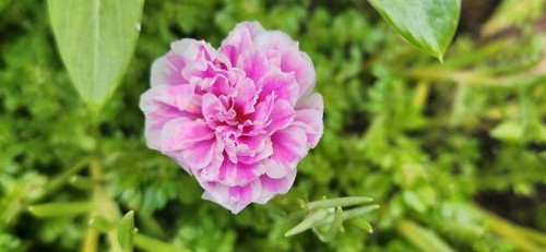 Portulaca grandiflora, also known as moss rose or sun plant, is a succulent plant belonging to the P.jpg