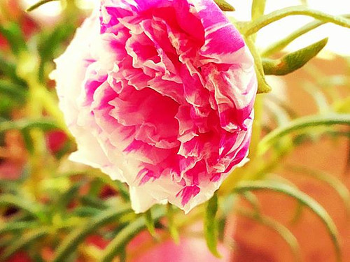 This flower has created a journey from one place to another. The glimpse makes it attractive, the pe.jpg