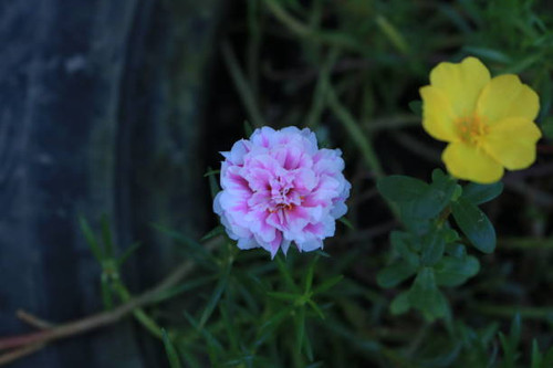 Purple flowers that have beautiful white gradations, look very beautiful when they bloom in the morn.jpg