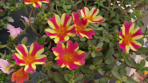 High angle close-up shot of striped red and yellow portulaca flowers in balcony.jpg