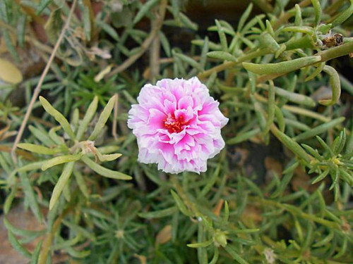 A delicate Moss Rose flower (Portulaca grandiflora) with soft pink and white petals and a vibrant re.jpg