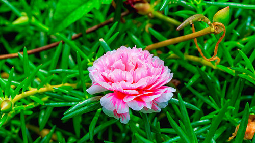 Pussley or Moss rose or Sun plant flower.jpg