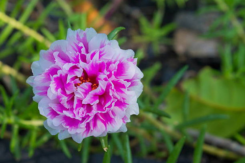 Portulaca, Rosemoss, Portulace.jpg