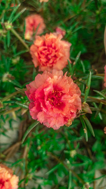 Table Rose or Moss Rose. Moss rose plants grow as much as eight inches tall, and spread one to two f.jpg