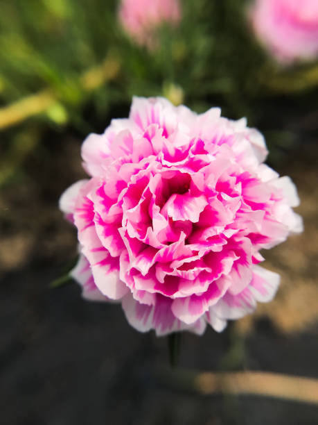 a red leaf shoot among the green leaves.jpg