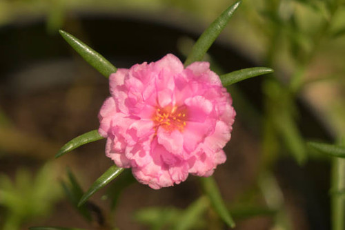 Rose moss flower light pink color closeup detail.jpg