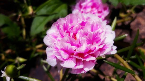 Plant and gardening ideas for outdoor.jpg