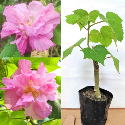 81H3kZRKjpL. SL1500 .jpg