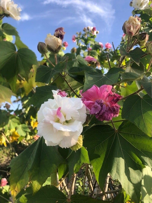 71u6ld2VVWL. SL1067 .jpg