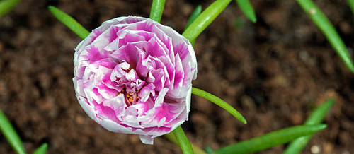 SAO PAULO, SP, BRAZIL - MARCH 20, 2016 - Rose moss or eleven o'clock, Portulaca grandiflora, flower .jpg