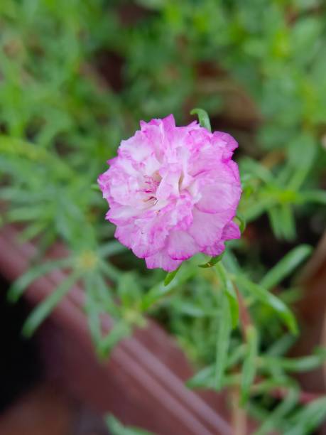 Selective focus of a pink coloured Moss rose purslane or Japanese rose flower in the garden with blu.jpg