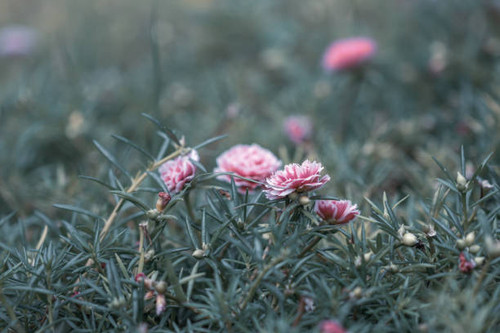 Selective focus close up beautiful pink Portulaca grandiflora plant in a garden.Common name includin.jpg
