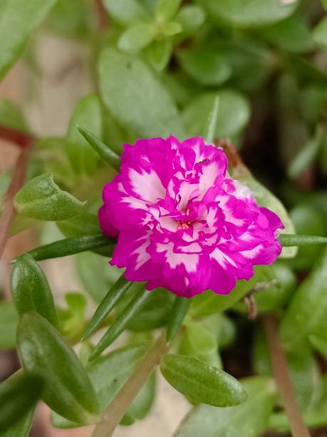 Selective focus of a magenta coloured Moss rose purslane or Japanese rose flower in the garden with .jpg