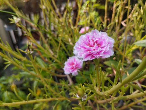 Rose Moss or Portulaca grandiflora blossom in outdoor garden, Plant home decoration.jpg