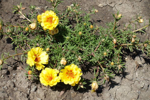Four double yellow flowers of Portulaca grandiflora in August.jpg