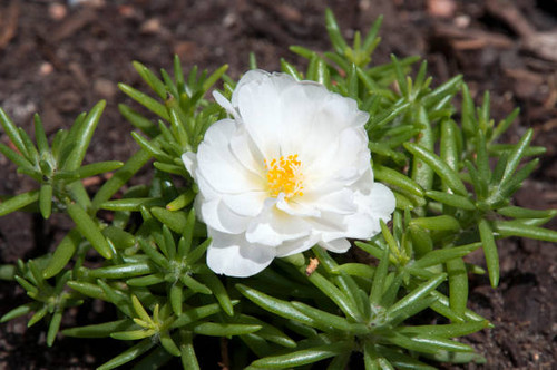 Springtime in the garden Sydney, Australia.jpg