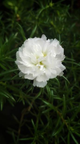 White flower blooming in the beginning of april.jpg