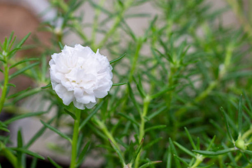 White common Purslane(Verdolaga, Pigweed, Little Hogweed, Pusley).jpg