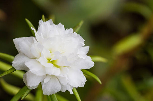 White flower on tree nature background,Common Purslane, portulaca flowers, Verdolaga, Pigweed.jpg