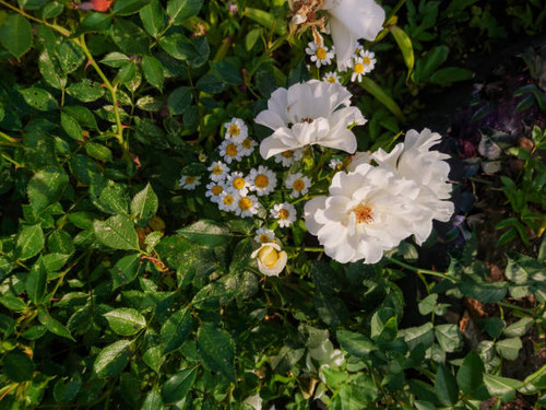 White daisies bloom in our garden..jpg