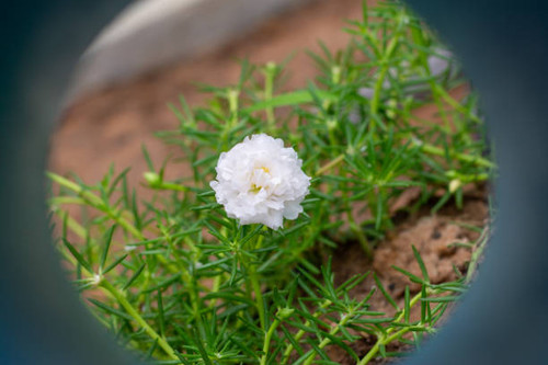 White flower in the garden called Common Purslane, Verdolaga, Pigweed, Little Hogweed, Portulaca, su.jpg