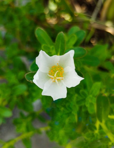 white and yellow color flowers close up photography with green leaf.jpg