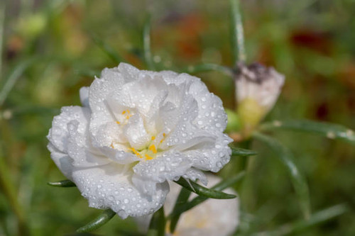 WHITE BEAUTIFUL FLOWER WITH WATER DROPS AFTER RAIN CLOSEUP SHOT.jpg