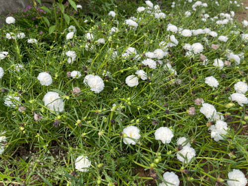 White decorative flowers amidst green nature background.jpg