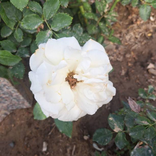 Photo was taken from ontanyades gardens.jpg