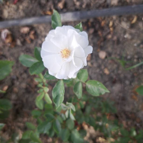 Photo was taken from ontanyades gardens.jpg