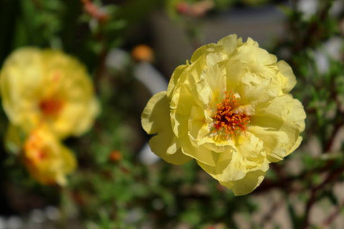 Beautiful garden blossoms with bright sunlight illumination..jpg