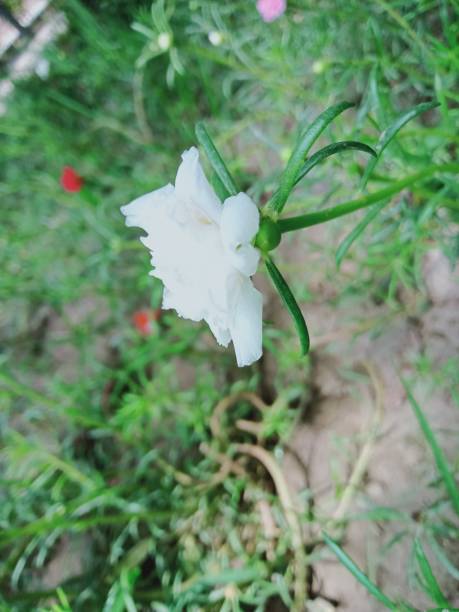 White flower in Nanotechnology Lawn Lahore.jpg