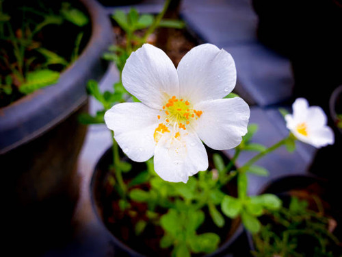 White Garden flower.jpg