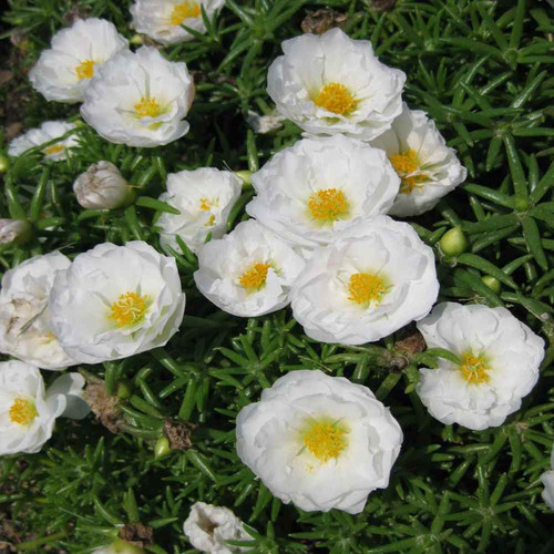 14 portulacawhite2 jpg.jpg