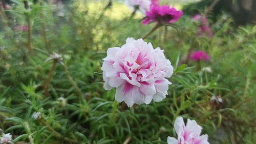 pink and white combination flower in my garden.jpg
