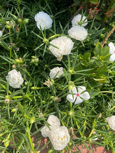 The beautiful view of the white flowers in the garden with green leaves at the pot.jpg