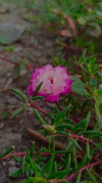 The beauty of rose Moss in the yard.jpg