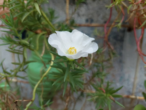 Selective focus of tiny white flower.jpg