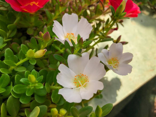 The white moss rose in the garden under the heat of sun..jpg