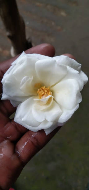 The white flower in the man hand view with fingers.jpg