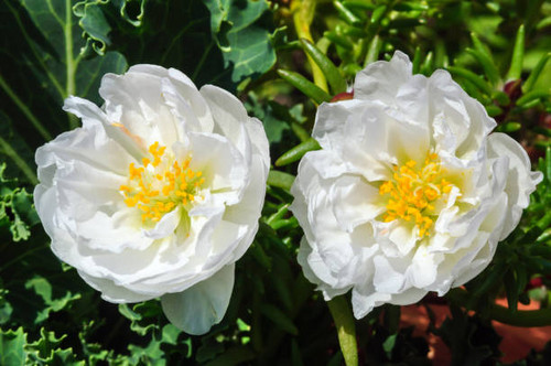 Two bright white peonies in the garden, shallow depth of field..jpg