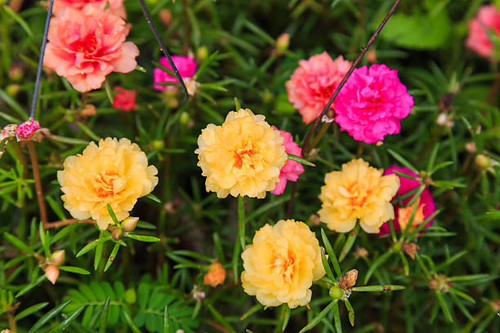 colorful Pussley or Moss rose or Sun plant flower.jpg