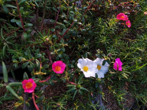 Beautiful small flowers.jpg