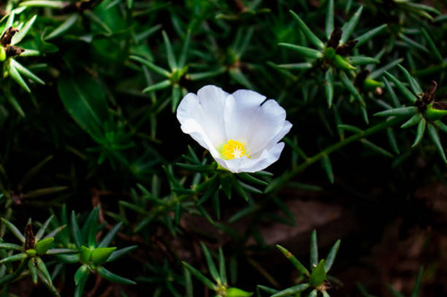 beautiful white flower.jpg